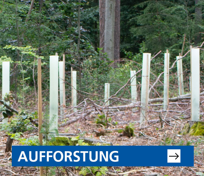 Aufforstung