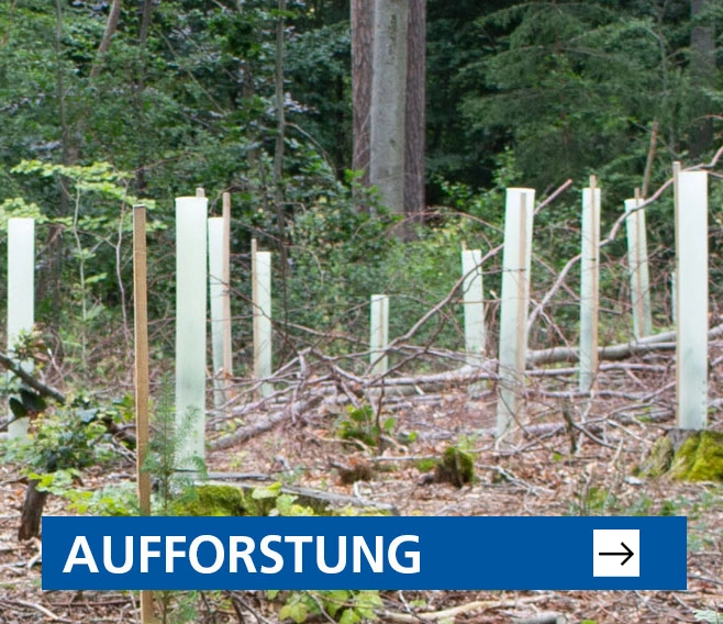 Aufforstung
