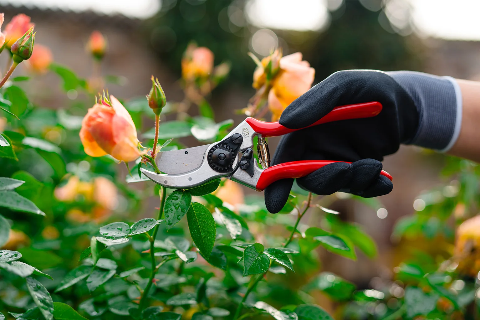 Behandschuhte Hand schneidet mit einer roten Gartenschere den Stiel einer verbl�hten Rose in einem Rosenbeet.