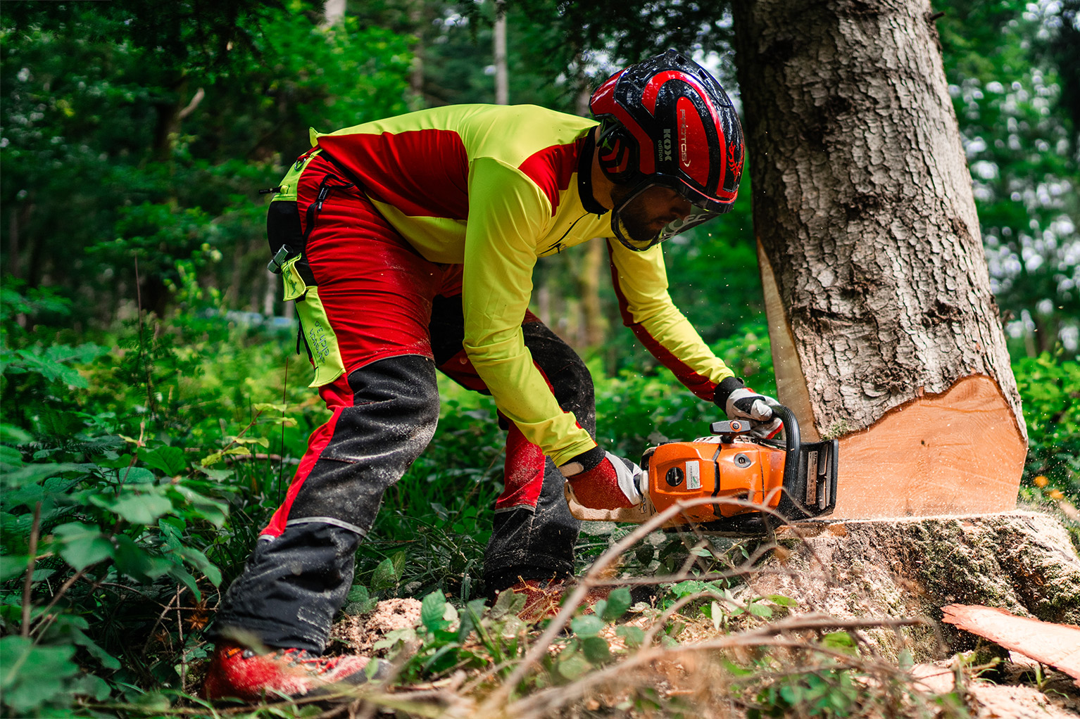 Eine Person in Schutzkleidung und mit Helm setzt im Forst mit einer Motors�ge den F�llschnitt an einem Baum an.