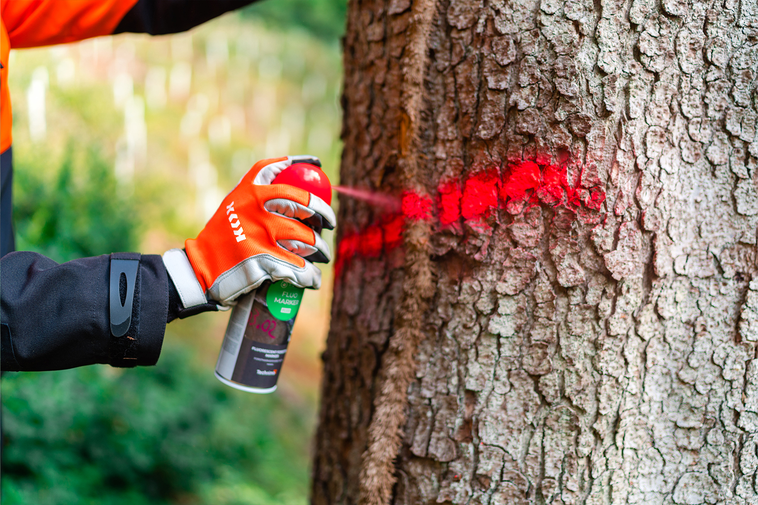 Eine Hand in orangefarbenem Arbeitshandschuh markiert einen Baumstamm im Forst mit roter Spr�hfarbe.