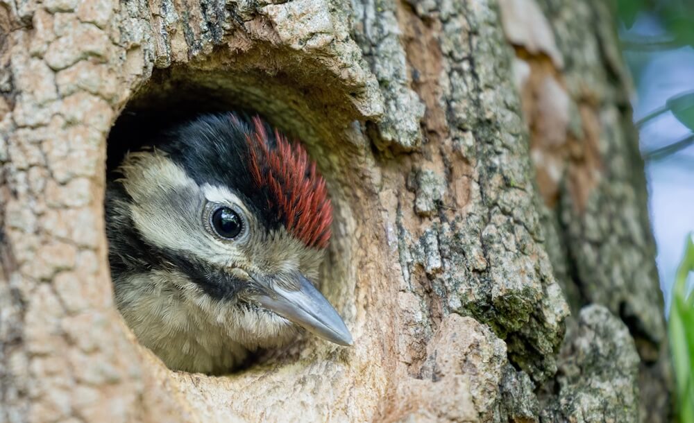 Totholz im Forst, Lebensraum Wildtiere