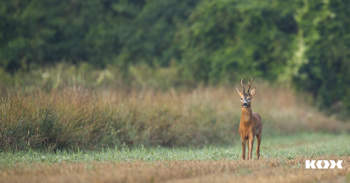 Die Bockjagd - Tradition und Moderne