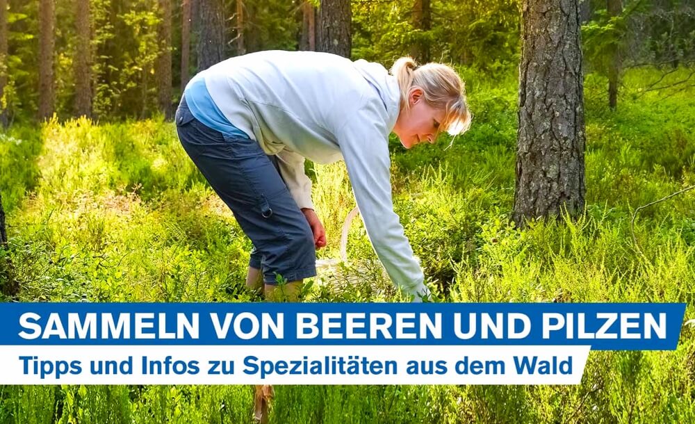 Tipps und Infos zum Sammeln von Beeren und Pilzen im Wald - Heimische Spezialitten aus dem Forst