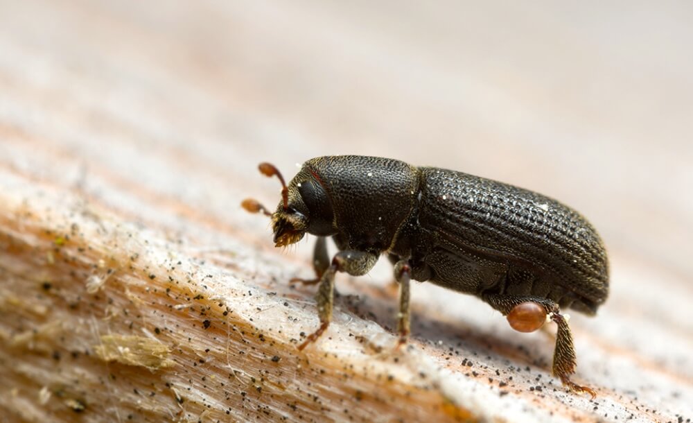 forstarbeiter-tipps-borkenkaefer-waldschutz-verhindern-gefaehrlich-kupferstecher-buchdrucker-schaden
