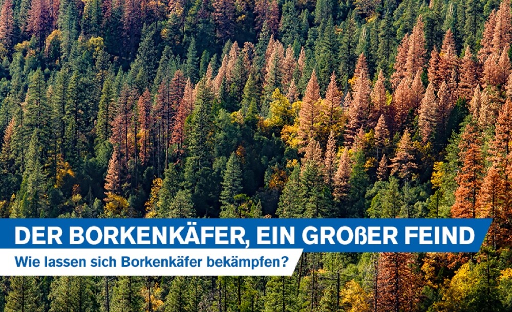 Der Borkenkfer, ein groer Feind der Forstarbeit: Wie lassen sich Borkenkfer bekmpfen?