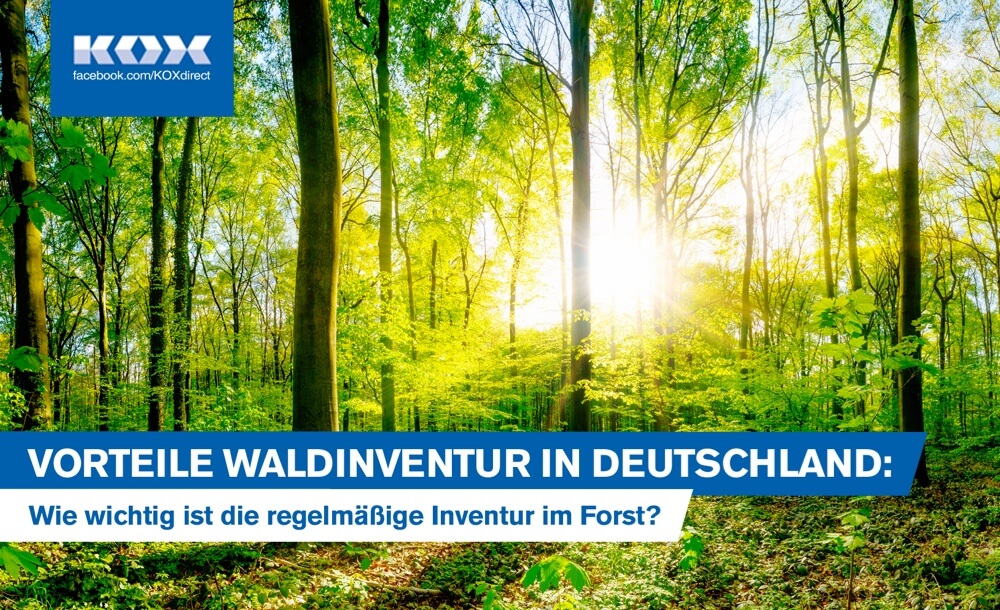 Vorteile Waldinventur in Deutschland: Wie wichtig ist die regelmige Inventur im Forst?