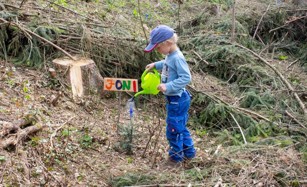 Die Jungbestandspflege