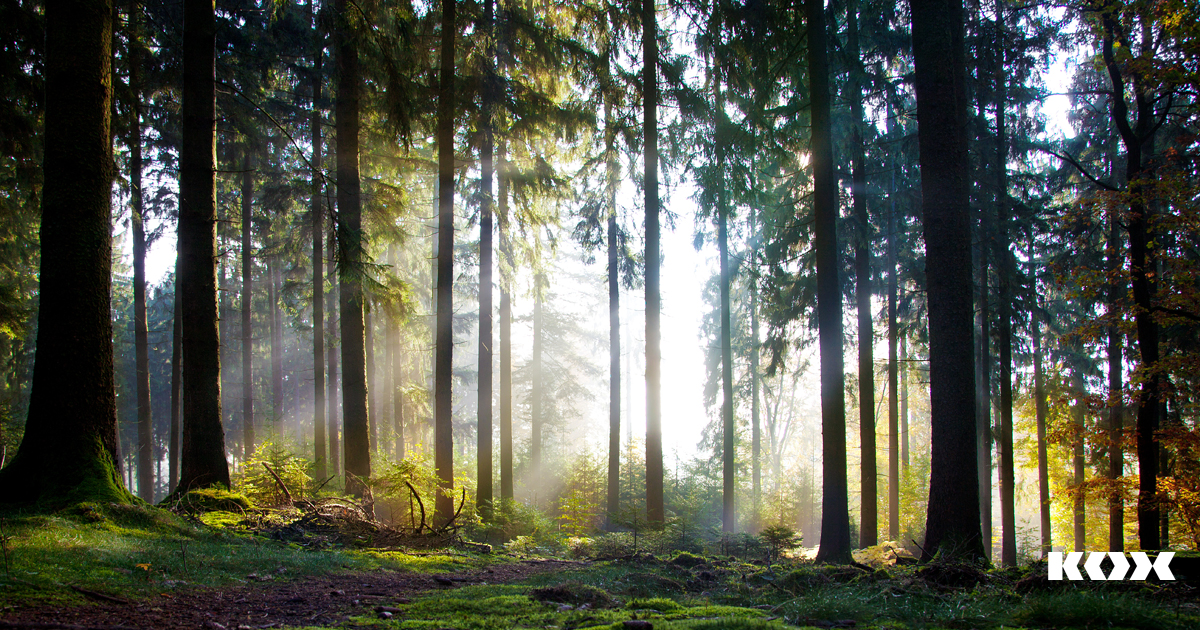 Tipps fr die richtige Kulturbegrndung zum Erhalt der Waldflchen