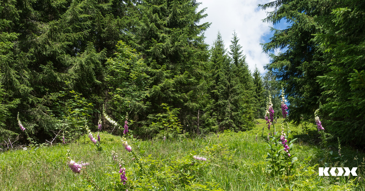 Forstarbeit im Sommer