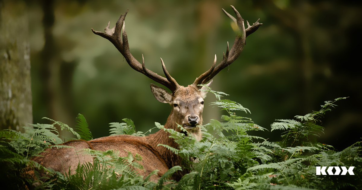 Tipps gegen Wildverbiss im Forst: Junge Pflanzen und Forstverjngung vor Wildschden und Verbiss schtzen