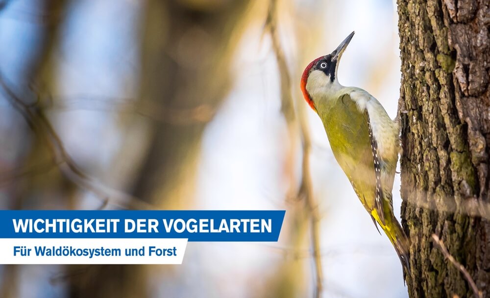 Vgel im Forst: Wichtigkeit der Vogelarten fr Waldkosystem und Forst (Vogelschutz)