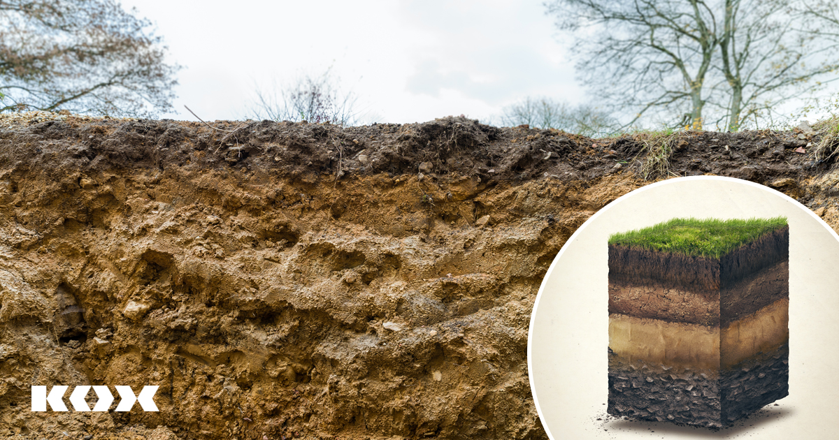 Bodentrockenheit im Wald