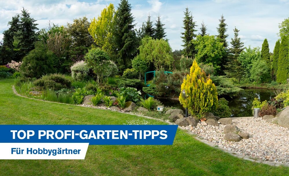 Top Profi-Garten-Tipps fr Hobbygrtner: Welche Baumarten eignen sich fr welchen Garten?
