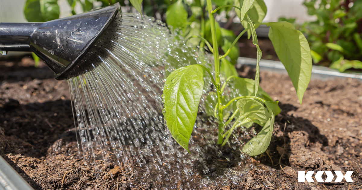 Top Garten Tipps und Tricks im Sommer Garten mähen, bewässern