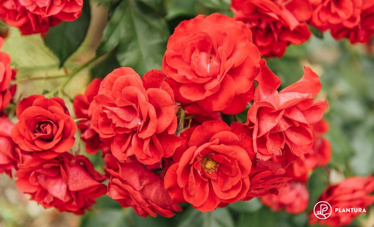 Die schnsten Rosen und wie sie gesund bleiben