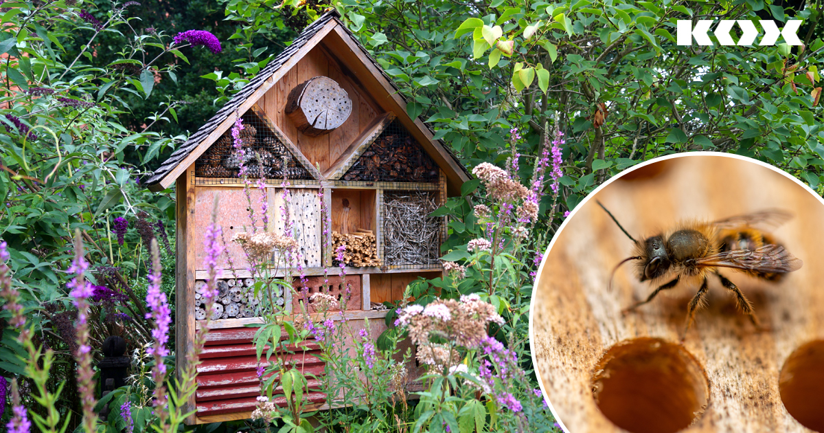 Insektenhotel selber bauen: 5 DIY Tipps fr ein Insektenhotel / Bienenhotel im Garten