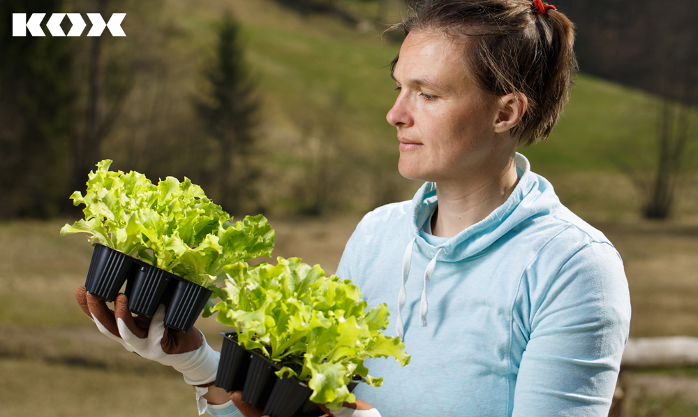 DIY Hochbeet bepflanzen 