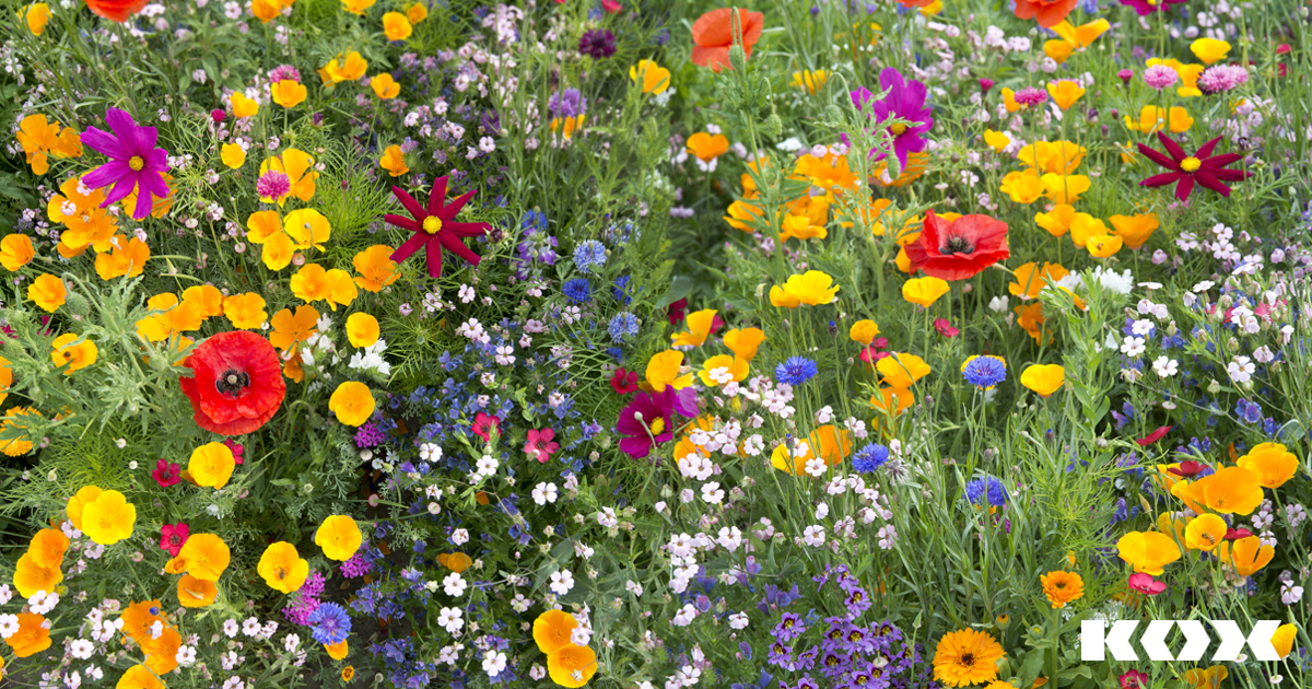 Insektenfreundliches Saatgut