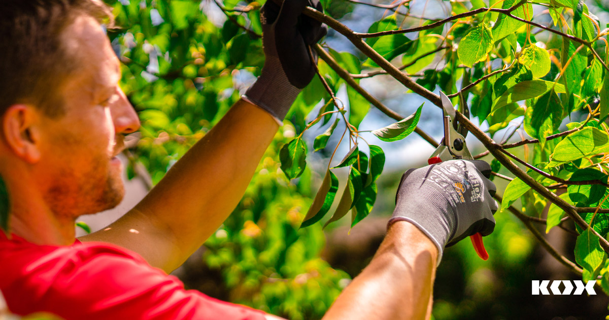 Stauden und Bume pflegen