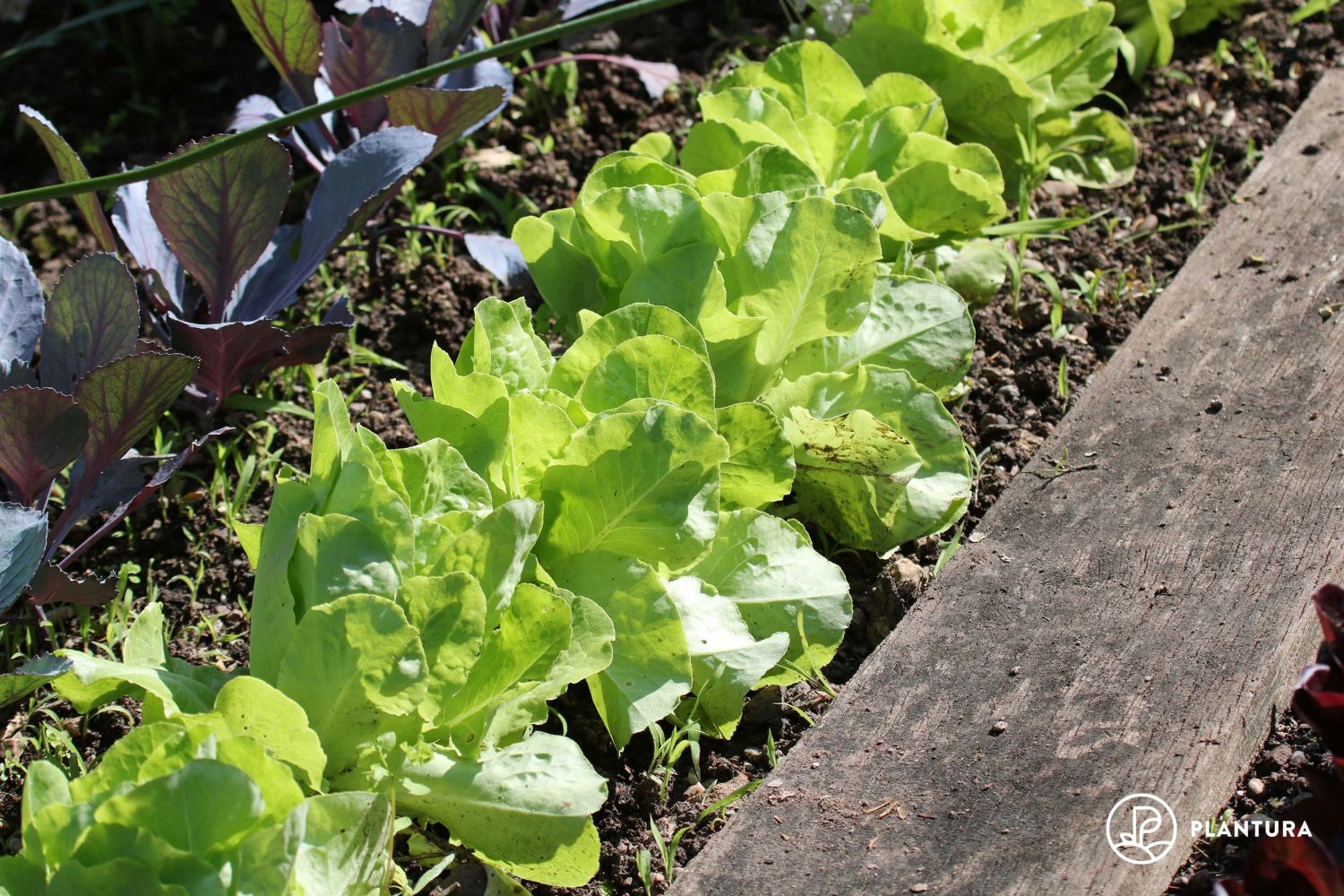 Hochbeet bepflanzen Salat