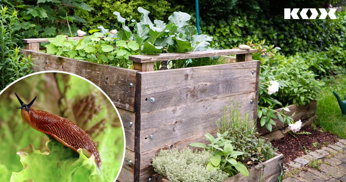 Gartentipps gegen Schnecken: Was hilft wirklich gegen Nacktschnecken im Garten?
