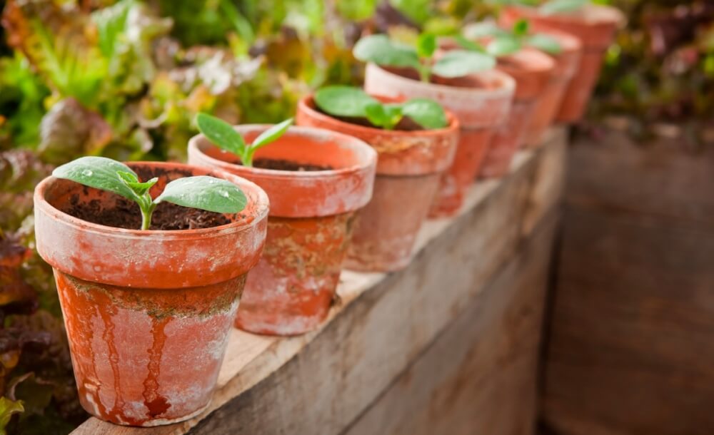 tipps-fruehbeet-setzlinge-fensterbank-balkon-gartentipps-gartenpflege-profi-tipps-fruehjahr-balkon