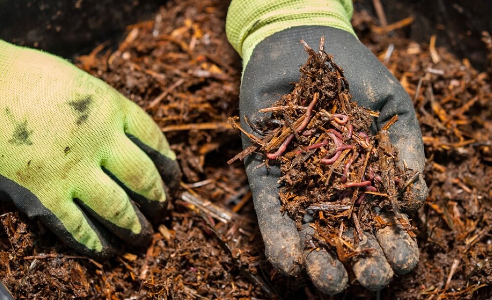 Tipps für die Gartenpflege im Frühjahr Gartenaussaat im März und